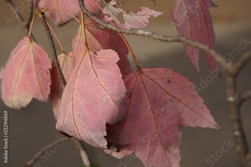 Pink Fall Leaves in Early Autumn