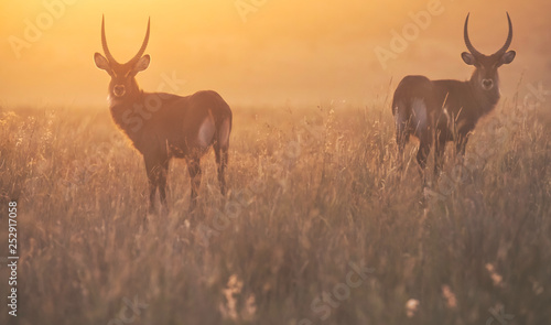 2 Waterbucks in the Maasai Mara at sunrise