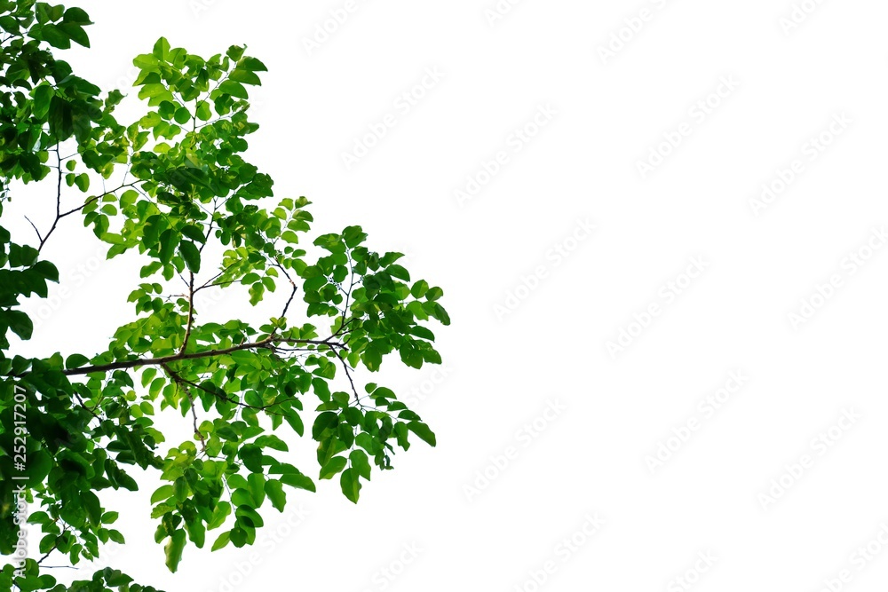 Fototapeta premium Tropical plant leaves with branches on white isolated background for green foliage backdrop 