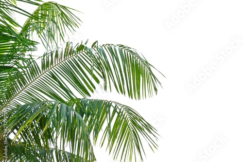 Tropical coconut leaves on white isolated background for green foliage backdrop 