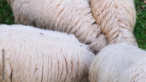 Group of woolen sheep background 