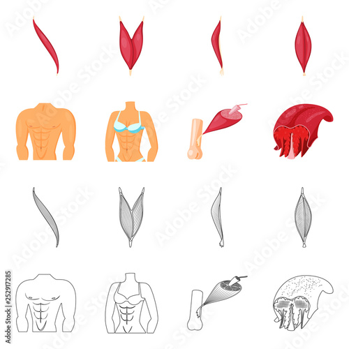 Vector design of fiber and muscular sign. Collection of fiber and body  stock symbol for web.