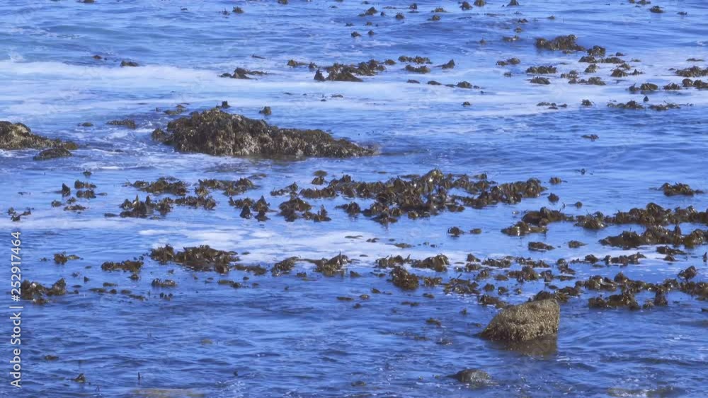 Kelp and ocean foam floating on calm ocean waters among the rocks Kelp and ocean foam floating on calm ocean waters among the rocks
