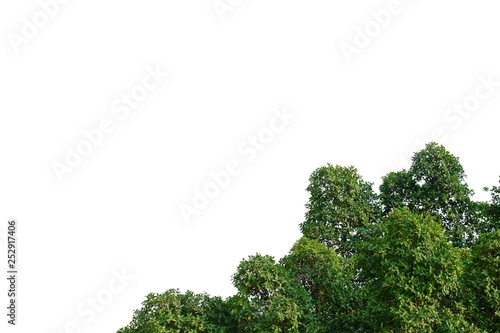 Tropical tall tree with leaves branches on white isolated background for green foliage backdrop 