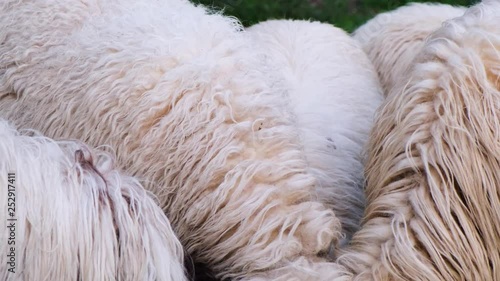 Group of woolen sheep background 