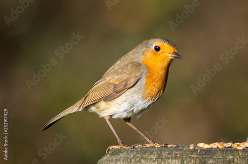 Robin beside food on a wooden post © Estuary Pig