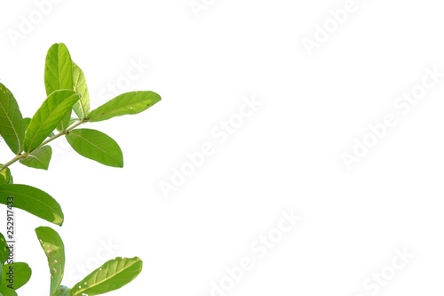 Tropical plant leaves on white isolated background for green foliage backdrop 