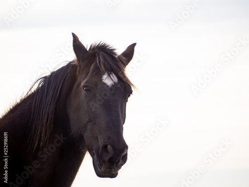 Portrait of a brown spanish horse isolated with white background