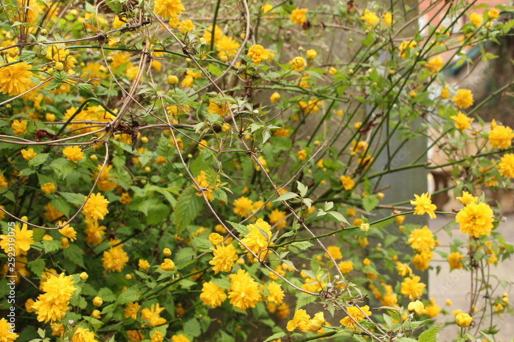Fototapeta premium yellow flowers in garden