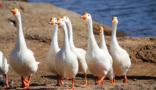 duck