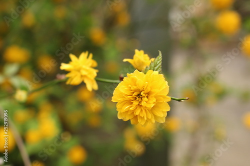 yellow flower in garden