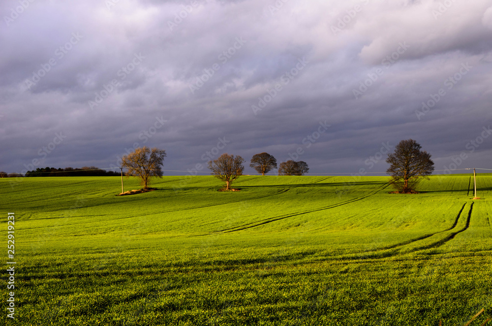 rural landscape with wheat field and blue sky rural landscape with wheat field and blue sky