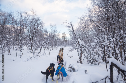 An exciting experience riding a dog sled in the winter landscape. Snowy forest and mountains with a dog team. Norway winter.