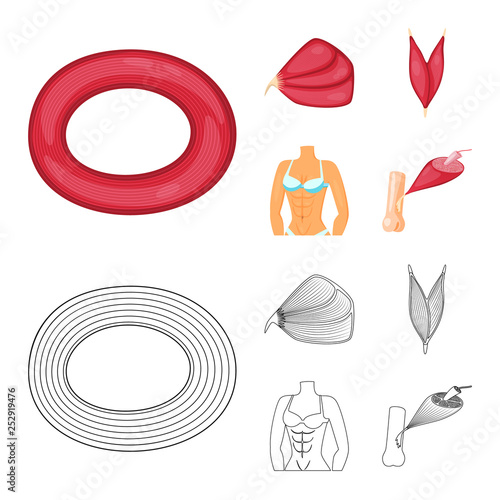 Vector illustration of fiber and muscular symbol. Set of fiber and body  stock vector illustration.