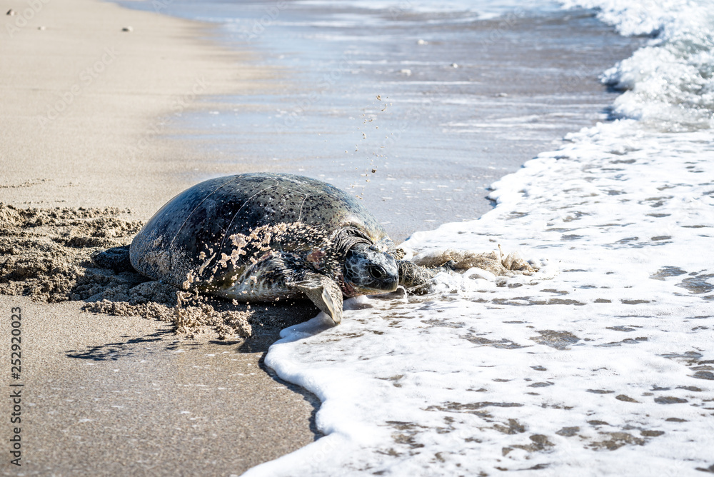 Obraz premium turtle beach 