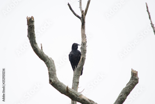 Black Vulture in a Dead Tree