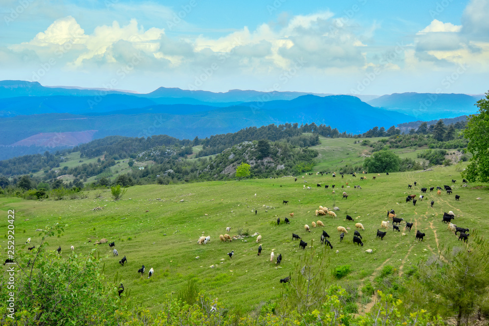 Herd of sheep on beautiful mountain meadow