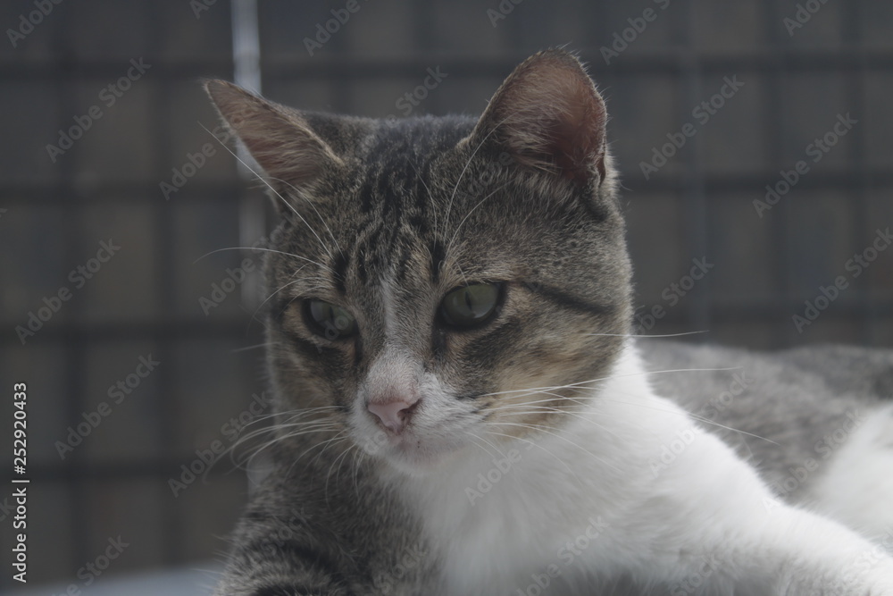 portrait of green eyes funny cat portrait of green eyes funny cat