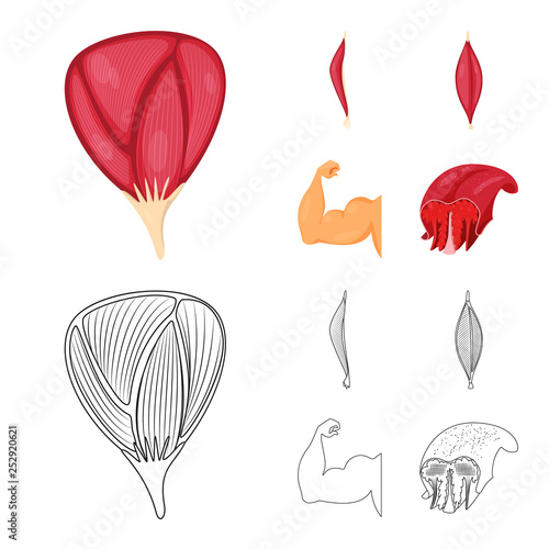 Vector design of fiber and muscular logo. Set of fiber and body  stock vector illustration.