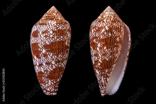 Conus textile photo