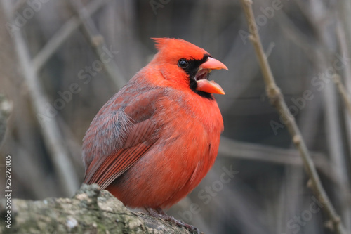 Twittering common northern cardinal male in side view sitting on a branch