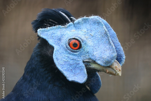 Head of a male crested fireback (lophura ignita) with its impressive colorful blue mask and red eye photo