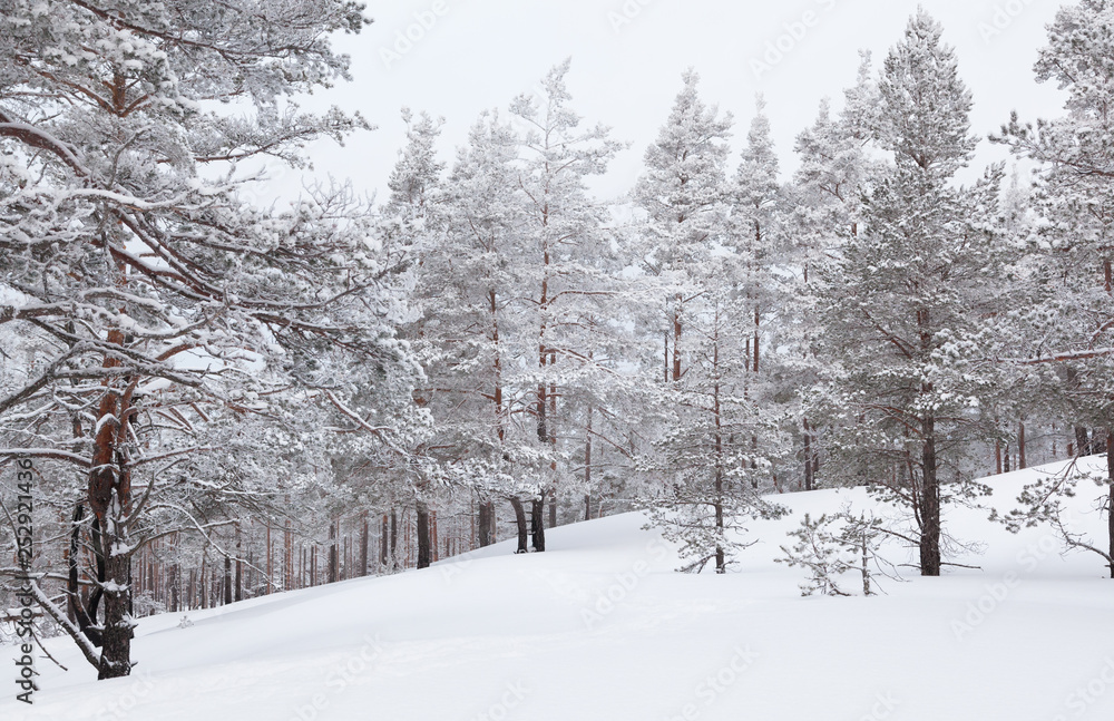 Fototapeta premium Rarely standing pine trees covered with frost and snow