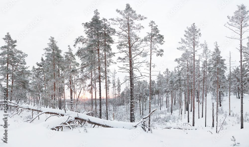 Fototapeta premium Two Fallen trees in the winter forest