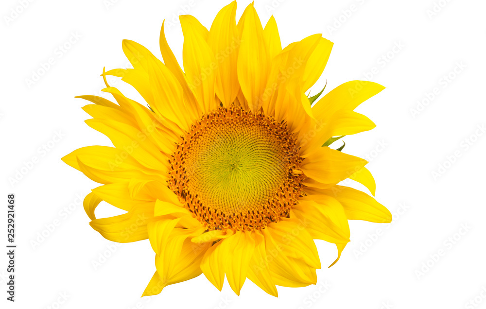 Fototapeta premium sunflower isolated