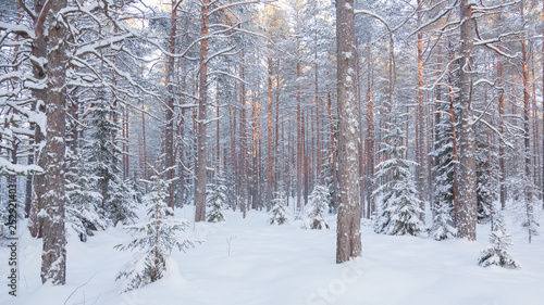Snow covered taiga with pines and Christmas trees