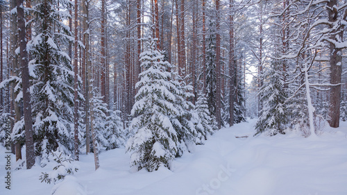 Snow covered taiga with pines and Christmas trees © Aleksey Solodov