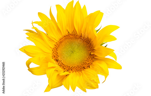 sunflower isolated © ksena32