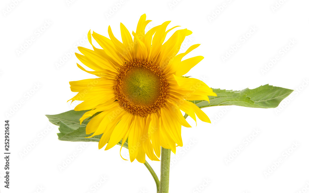 Fototapeta premium sunflower isolated