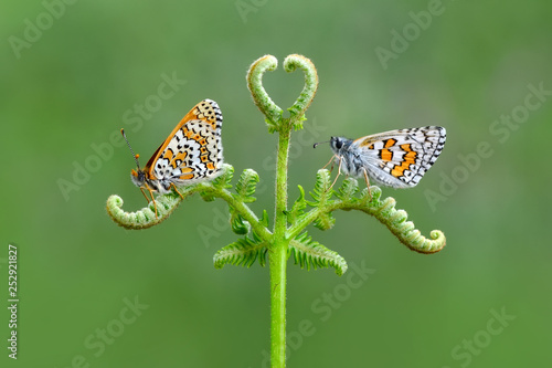 Canvas Print Closeup   beautiful butterfly sitting on flower.