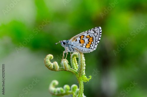 Closeup   beautiful butterfly sitting on flower.