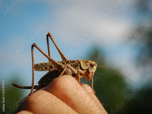 Grasshopper on the human hand