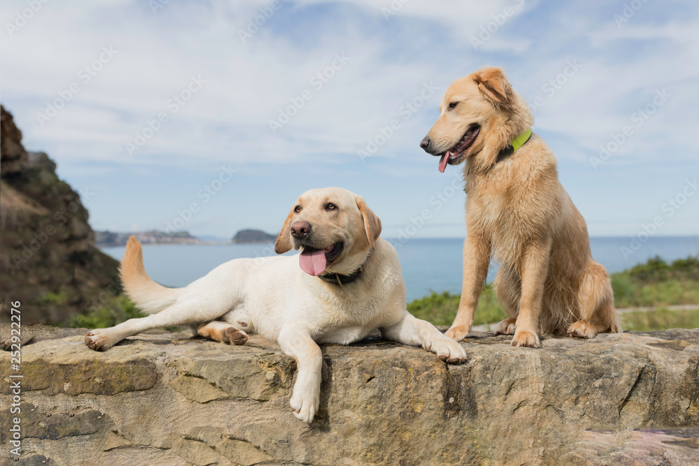 couple of dogs sitting with a beautiful landscape