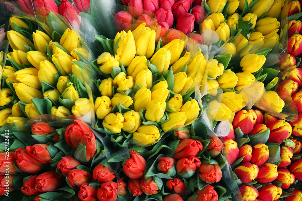 Fototapeta premium Tulip. Beautiful bouquet of tulips. colorful tulips. tulips in spring,colourful tulip 