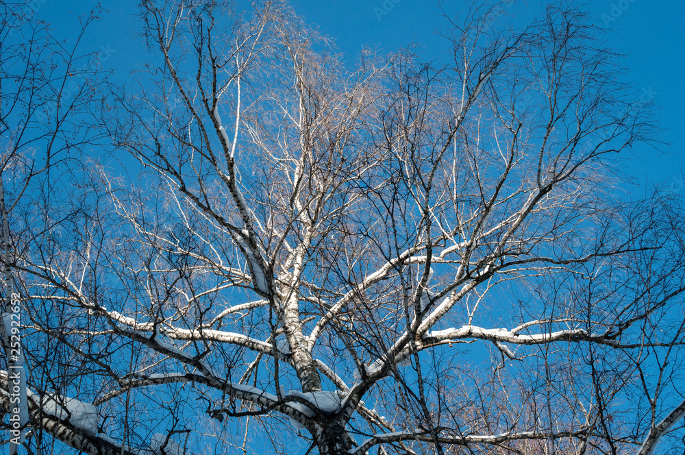 Spreading crown of birch without leaves against the blue sky. Spreading crown of birch without leaves against the blue sky.