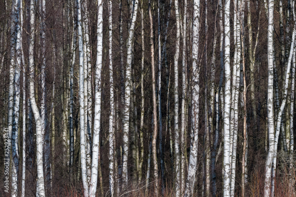 Obraz premium Tree trunks background image