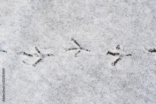 Closeup of fresh bird tracks in the snow. Three full tracks.
