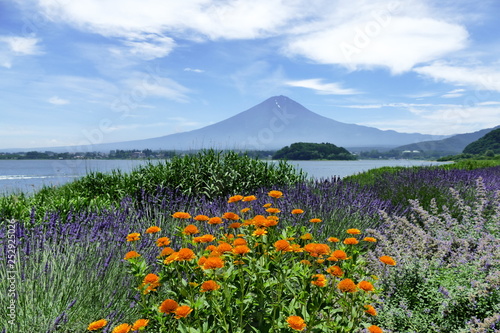 Mount Fuji in the background with beautiful colorful flowers in the foreground, Kawaguchiko, Japan