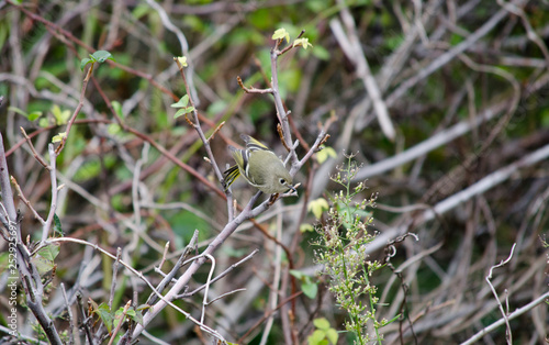 Ruby Crowned Kinglet Ready to Swoop