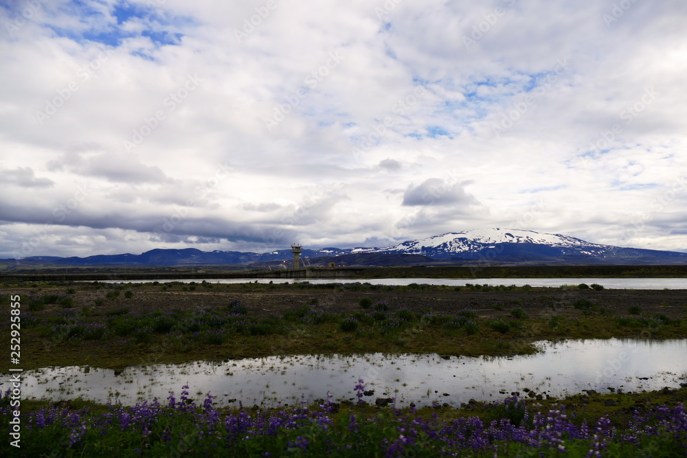 Icelandic landscape - lupin flowers, a lake and a glacier in the distance Icelandic landscape - lupin flowers, a lake and a glacier in the distance
