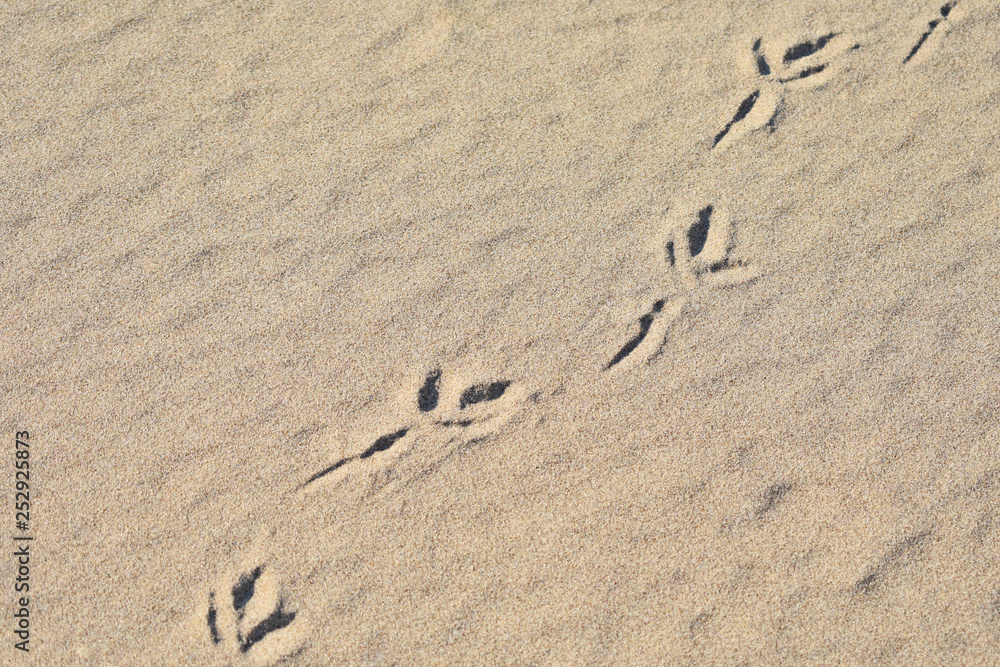bird tracks on the sand, summer, travel, route, guide bird tracks on the sand, summer, travel, route, guide