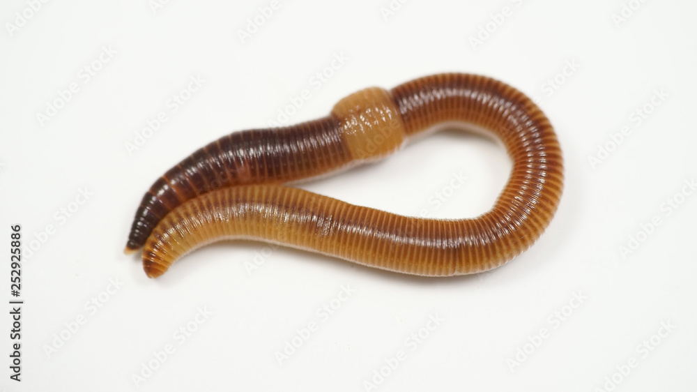 creeping brown worm on white background. bait for fish creeping brown worm on white background. bait for fish