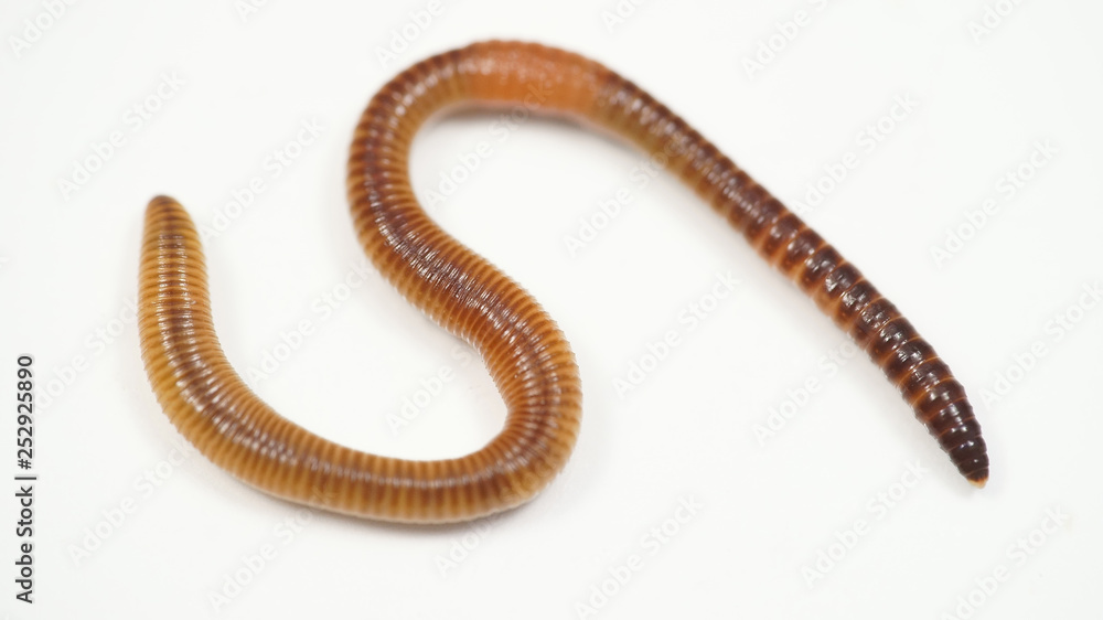 creeping brown worm on white background. bait for fish creeping brown worm on white background. bait for fish