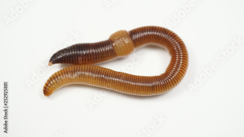 creeping brown worm on white background. bait for fish