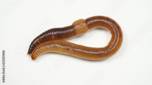 creeping brown worm on white background. bait for fish