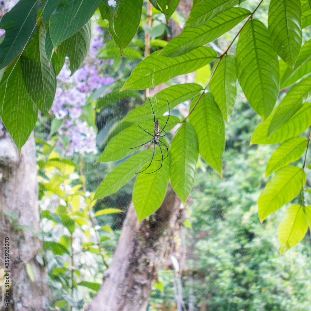 Obraz premium big spider Bali Indonesia